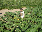 Connor checking out one of the giant pumpkins