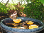 After lunch, we went to the Chattanooga Aquarium -- and the butterfly garden, of course!