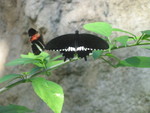 More butterflies