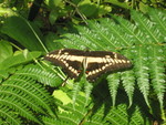 Another butterfly