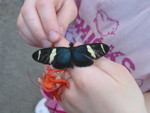 Close-up of Kailyn's butterfly
