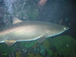 Shark!
