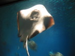 Stingray