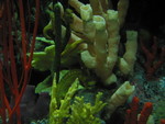 Can you see the camouflaged seahorses?
