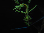 This isn't a plant -- it's another seahorse!