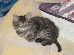 He and his 3 sisters were dumped, but he doesn't mind now, because he has a good home for the new year!