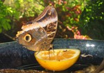 Close-up of that butterfly