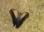 A butterfly on a rock