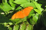 Brilliant orange one