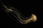 Jellyfish