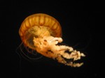 A different kind of jellyfish