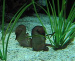Seahorses