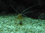 Bizarre crab