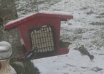 Chickadee coming in for a landing, too