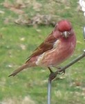 Closeup of a male purple finch