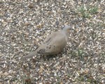 Dove underneath the feeder