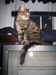 February 13: Ringo as a monitor ornament