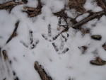 Detail of turkey tracks