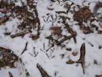 Stopping by our land on the way home: turkey tracks in the snow