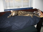 February 21: I wish I could take an afternoon nap like this!