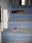 February 27: Ringo playing with K's jumprope on the stairs