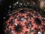 Puffer fish on a book cover