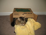 February 25: Ringo likes Girl Scout cookie time.  Perishable, store away from heat, and most importantly, do not drop!