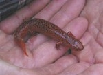 Salamander found near site 1 on architects' first visit to land