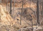 We went to visit our land this afternoon (see the driveway folder in housebuilding) and spotted a big flock of turkeys! This is really zoomed in to see them better. There are 10 or 11 in the picture.