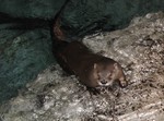 Otter on the rock