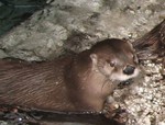 Closeup of another otter