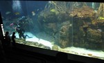 Divers in the Gulf Coast tank
