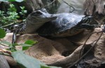 An alligator snuggling up to a turtle.  We all thought that was very strange!