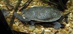 Is this turtle admiring its reflection?