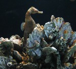 Closeup of yellow seahorse