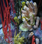 A group of yellow seahorses