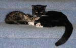 Kitten sleeping snuggled up with Lucky
