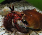 Hermit crab closeup