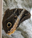 Zooming in on an especially pretty one