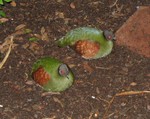Partridges that live in the butterfly garden