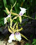 Orchids