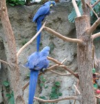 Hyacinth macaws