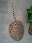 Freshwater ray