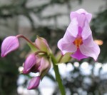 Orchids