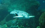 Giant sea turtle