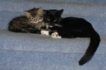 The cats are really good friends already!