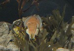Cuttlefish
