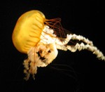 Jellyfish