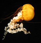 Another jellyfish