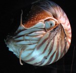 Chambered nautilus